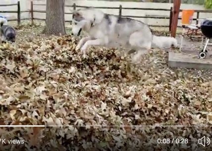 TRENDING NOW: Overjoyed dog playing in leaves | iNFOnews.ca