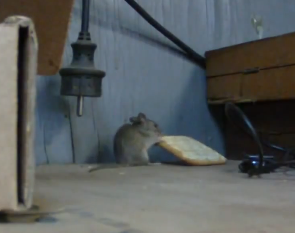 The world's most persistent mouse | iNFOnews.ca