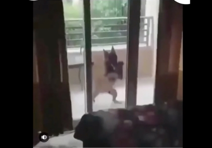 TRENDING NOW: Just a dog who wants inside | iNFOnews.ca