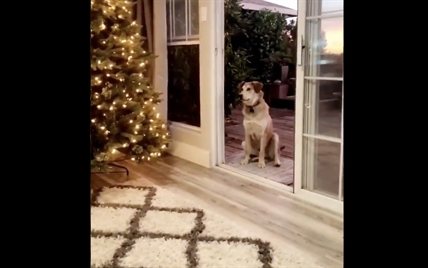 TRENDING NOW: Dog thinks screen door is always closed | iNFOnews.ca