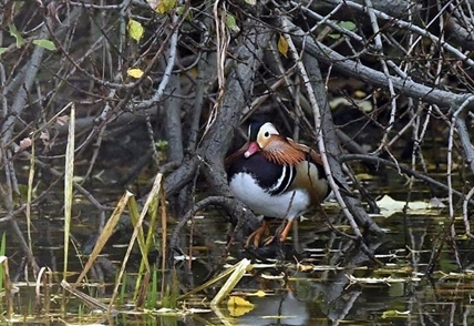 Rare Mandarin duck at park in Burnaby could be an escaped pet | iNFOnews.ca