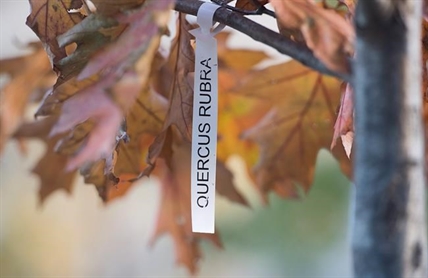 Descendants of Vimy Ridge oak trees live on in Canada, and now France | iNFOnews.ca