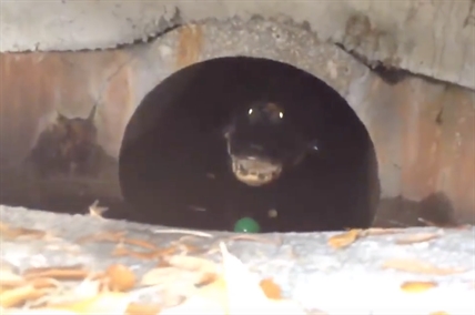 TRENDING NOW: There's an alligator in my sewer | iNFOnews.ca