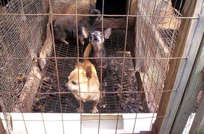 Vernon pushed to pass puppy mill bylaw | iNFOnews.ca
