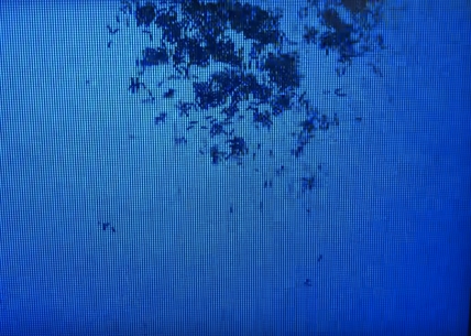 TRENDING NOW: This guy found an ant colony in his TV | iNFOnews.ca