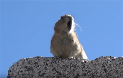 TRENDING NOW: Adorable rodent nails famous Freddy Mercury call and response | iNFOnews.ca