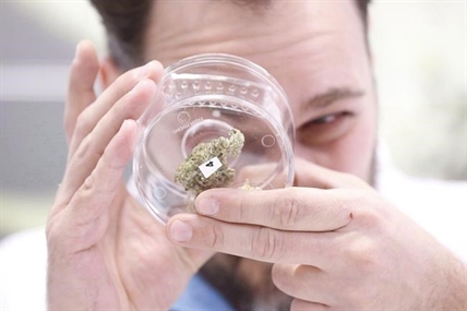 Vigilance the watchword for pot users, investors, executives at Canada-US border | iNFOnews.ca