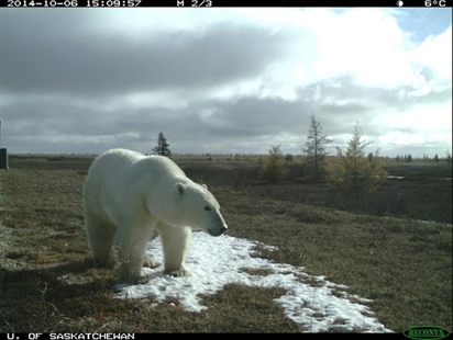 'Something has changed:' Three bear species found in same northern Manitoba spot | iNFOnews.ca 'Something has changed:' Three bear species found in same northern Manitoba spot | iNFOnews.ca