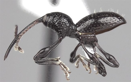 Canadian scientist names new beetle after MLB all-star Jose Bautista | iNFOnews.ca Canadian scientist names new beetle after MLB all-star Jose Bautista | iNFOnews.ca