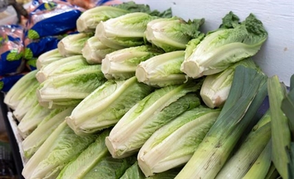 Romaine lettuce 'particularly susceptible' to E. coli outbreaks | iNFOnews.ca Romaine lettuce 'particularly susceptible' to E. coli outbreaks | iNFOnews.ca