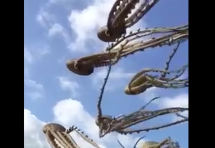 TRENDING NOW: Amazing octopus kites | iNFOnews.ca