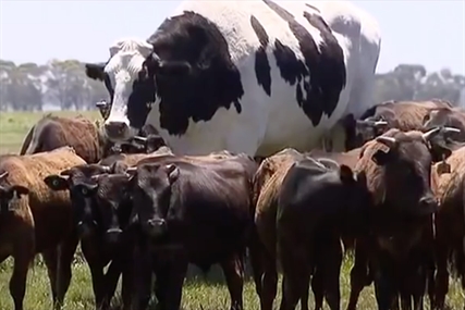 TRENDING NOW: Check out this giant steer | iNFOnews.ca
