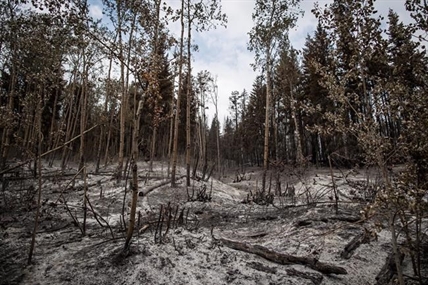 B.C. First Nations carry huge debts after fighting to save homes from wildfires | iNFOnews.ca B.C. First Nations carry huge debts after fighting to save homes from wildfires | iNFOnews.ca