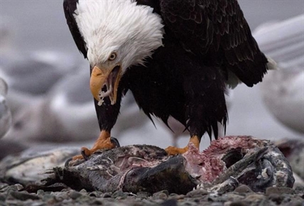 World's largest congregation of eagles begins in British Columbia's Fraser Valley | iNFOnews.ca