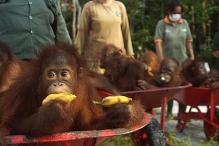 UBC scientist to share experiences rehabilitating orangutans in Indonesia | iNFOnews.ca