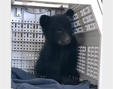 Bear cub, rescued near mother's body, dies unexpectedly in wildlife refuge | iNFOnews.ca Bear cub, rescued near mother's body, dies unexpectedly in wildlife refuge | iNFOnews.ca