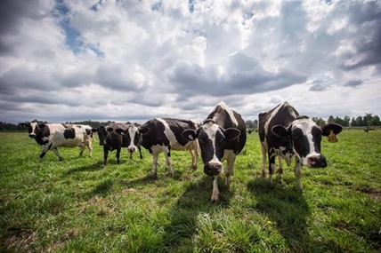 Cows can be pessimistic and it affects their ability to cope with stress: study | iNFOnews.ca