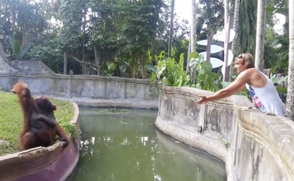 TRENDING NOW: Orangutan feeds human | iNFOnews.ca