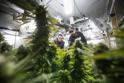 Small pot growers find roadblocks on path to microcultivation licences | iNFOnews.ca