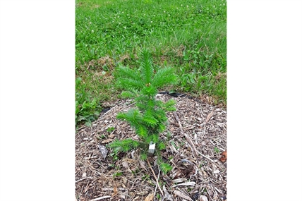 'We are the pioneers' N.S. prof striving to create perfect Christmas tree | iNFOnews.ca