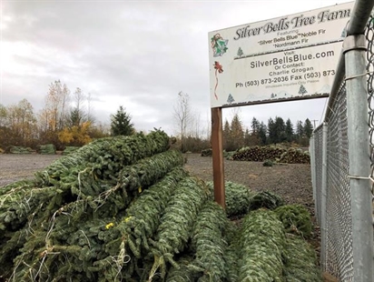 Nature Conservancy recommends a better fate for your Christmas tree | iNFOnews.ca