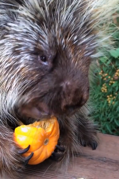 Yep, porcupines are cute | iNFOnews.ca