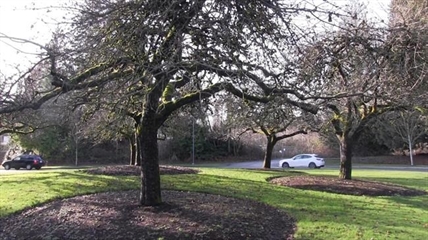 Apple trees from Isaac Newton's bring 'magic' to universities around the world | iNFOnews.ca