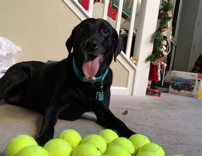 TRENDING NOW: Dog hits tennis ball jackpot | iNFOnews.ca