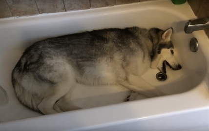 TRENDING NOW: Husky tantrum | iNFOnews.ca