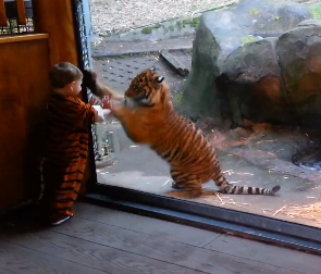 A kid dressed as a tiger playing with a tiger, that is all | iNFOnews.ca