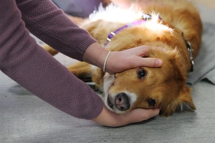 'Staying alive, Staying alive:' Pet owners gain peace of mind with pet first aid | iNFOnews.ca