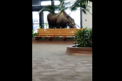 TRENDING NOW: Hang on, there's a moose in the hospital | iNFOnews.ca
