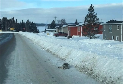Rescue underway for dozens of seals stranded in small Newfoundland town | iNFOnews.ca Rescue underway for dozens of seals stranded in small Newfoundland town | iNFOnews.ca