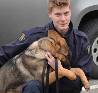 Meet Frieda: the RCMP's latest canine candidate | iNFOnews.ca