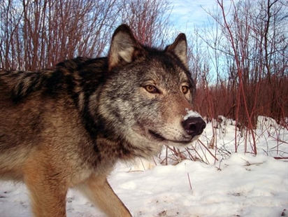 'Large-bodied' Canadian wolves to help keep U.S. moose population in check | iNFOnews.ca
