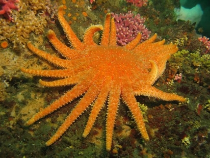 Once populous sea stars disappearing because of warm water and disease | iNFOnews.ca Once populous sea stars disappearing because of warm water and disease | iNFOnews.ca