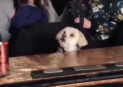 TRENDING NOW: Just a dog at the bar watching 101 Dalmatians | iNFOnews.ca