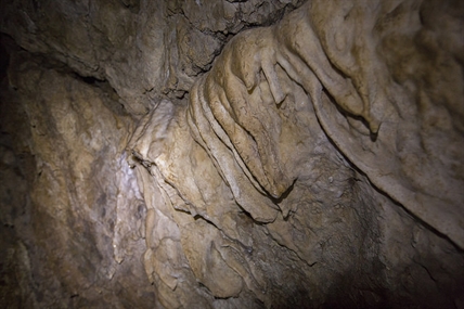 Newly discovered insect found in B.C. caves could be a survivor from ice age | iNFOnews.ca Newly discovered insect found in B.C. caves could be a survivor from ice age | iNFOnews.ca