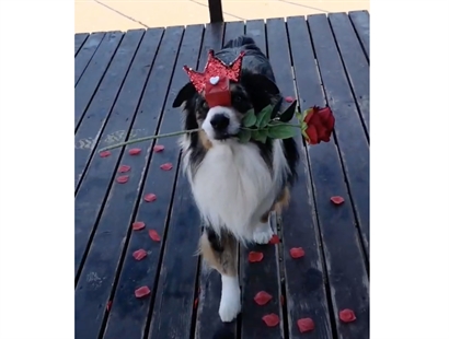 TRENDING NOW: Adorable Valentine's Day dog | iNFOnews.ca