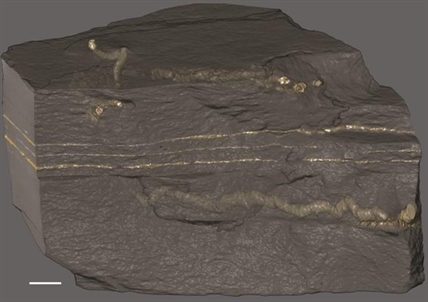'Squiggles in the sediment:' Complex life may have evolved earlier than thought | iNFOnews.ca