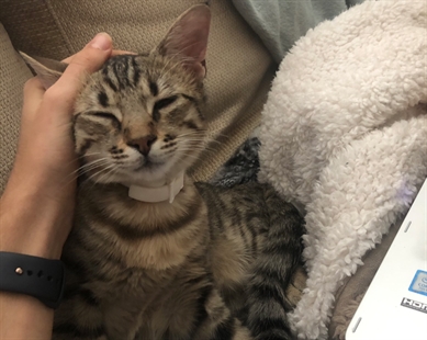 TRENDING NOW: Cat is a hero | iNFOnews.ca