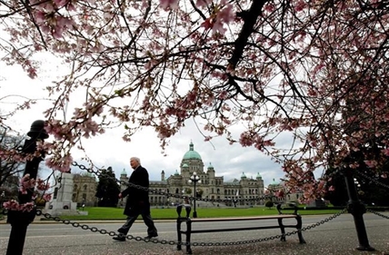 Victoria may lose cherry blossoms as city pushes ahead with tree management plan | iNFOnews.ca