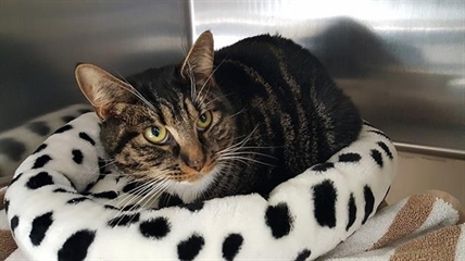 Pellet gun attack costs B.C. cat its leg and costs of care leave it homeless | iNFOnews.ca Pellet gun attack costs B.C. cat its leg and costs of care leave it homeless | iNFOnews.ca