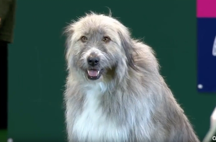 TRENDING NOW: Rescue dog runs agility course like he just don't care | iNFOnews.ca