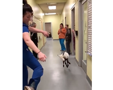 TRENDING NOW: Ursula the dancing lamb | iNFOnews.ca TRENDING NOW: Ursula the dancing lamb | iNFOnews.ca