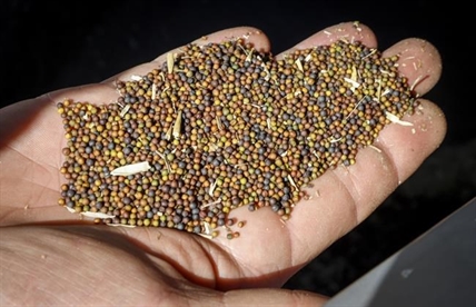 UPDATE: Government pushes China for canola evidence, mulling aid for farmers | iNFOnews.ca