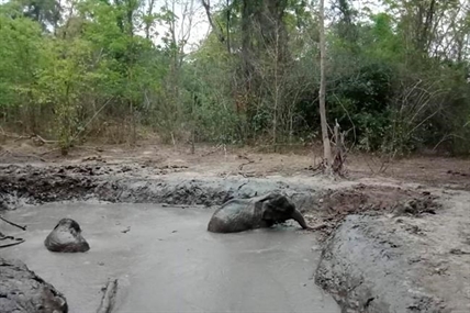 iN VIDEO: Rangers free 6 trapped baby elephants in Thailand | iNFOnews.ca iN VIDEO: Rangers free 6 trapped baby elephants in Thailand | iNFOnews.ca