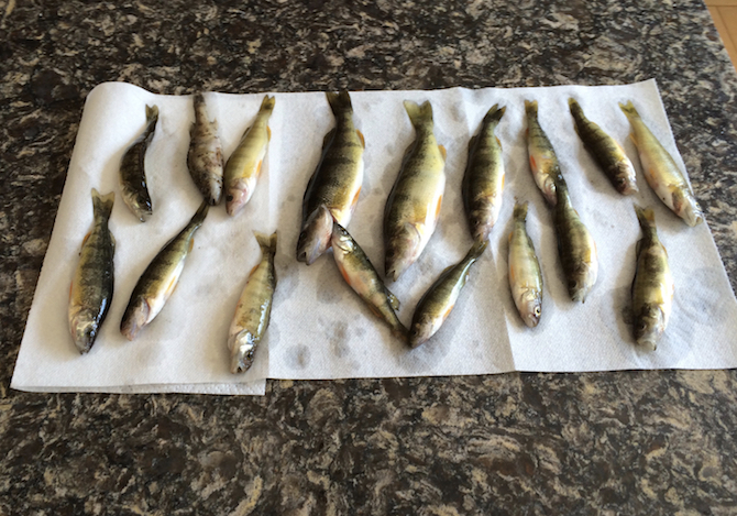 iN VIDEO: Dead fish, smelly weeds may await Okanagan beaches if rototilling restrictions persist | iNFOnews.ca