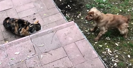 TRENDING NOW: Great wall of cats | iNFOnews.ca