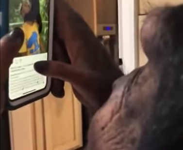 TRENDING NOW: Just a chimpanzee checking his Instagram | iNFOnews.ca